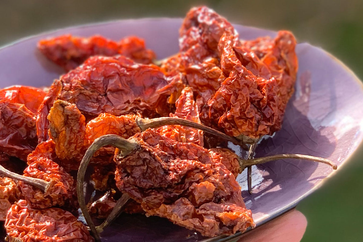 Bhut Jolokia Ghost-Chili